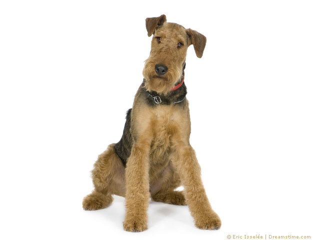 Airedale Terrier- Pflege