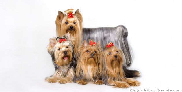 Yorkshire Terrier- Pflege