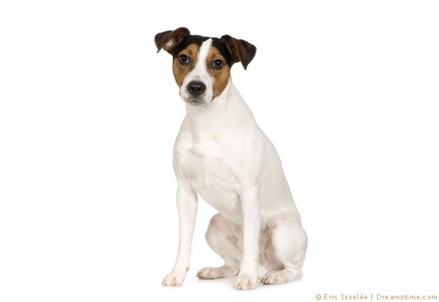 Parson Russell Terrier Pflege